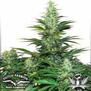 Dutch Passion Seeds Dark Delight